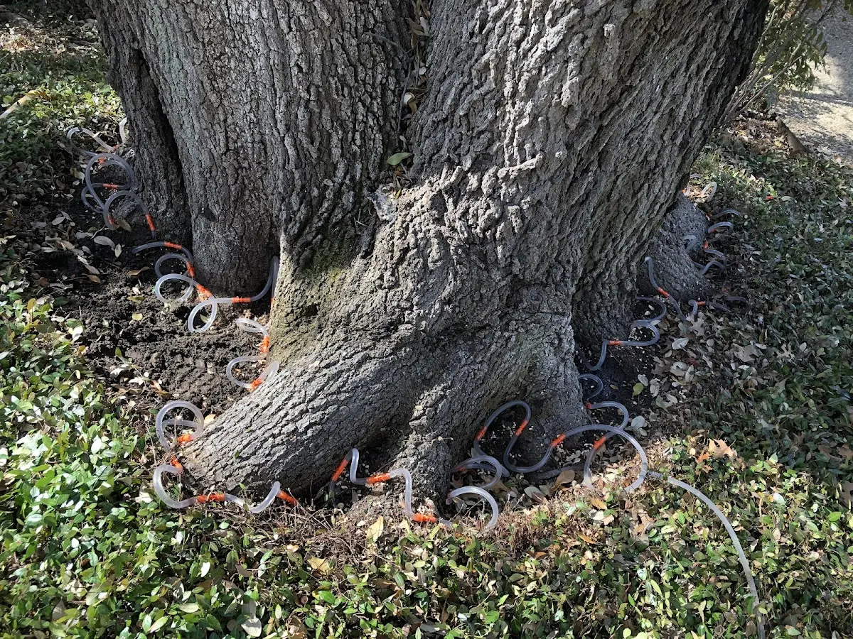 Detailed Tree Cabling and Bracing job site in Jekyll Island