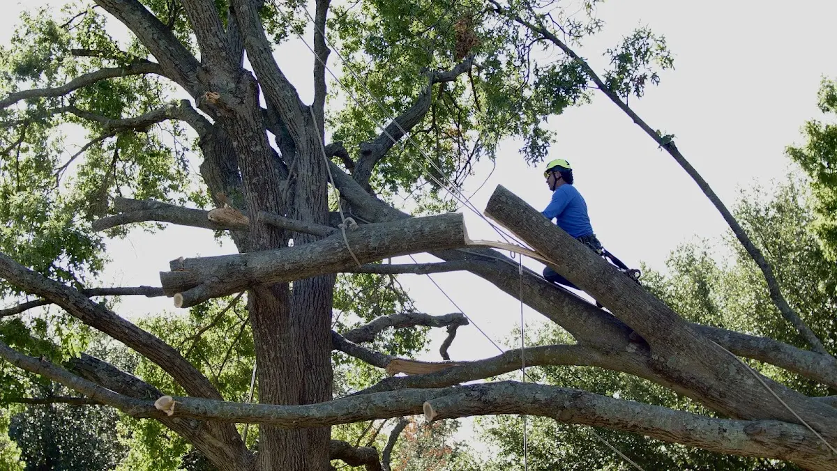 Professional Crown Thinning performed by certified arborists in Jekyll Island