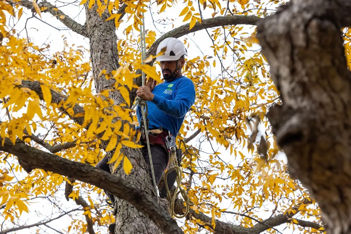Skilled Tree Pruning crew working in Jekyll Island