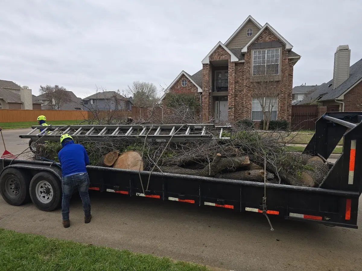Expert Tree Removal with proper safety equipment in Jekyll Island